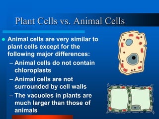 Plant Cells vs. Animal Cells 
 Animal cells are very similar to 
plant cells except for the 
following major differences: 
– Animal cells do not contain 
chloroplasts 
– Animal cells are not 
surrounded by cell walls 
– The vacuoles in plants are 
much larger than those of 
animals 
 