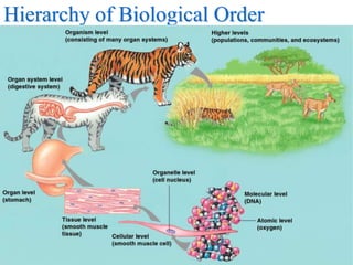 Hierarchy of Biological Order 
 