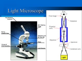 Light Microscope 
 