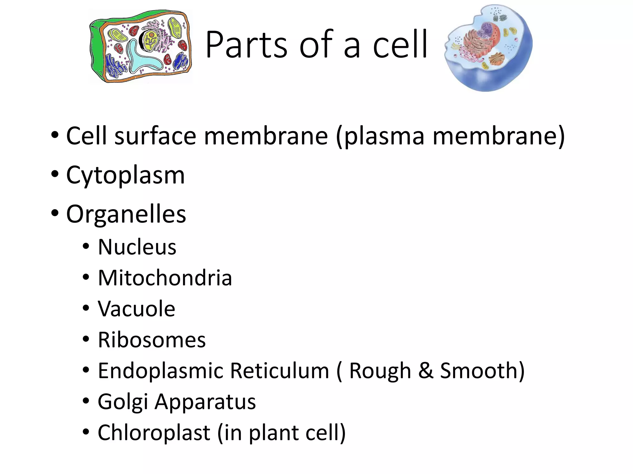 Parts of a cell
• Cell surface membrane (plasma membrane)
• Cytoplasm
• Organelles
• Nucleus
• Mitochondria
• Vacuole
• Ribosomes
• Endoplasmic Reticulum ( Rough & Smooth)
• Golgi Apparatus
• Chloroplast (in plant cell)
 