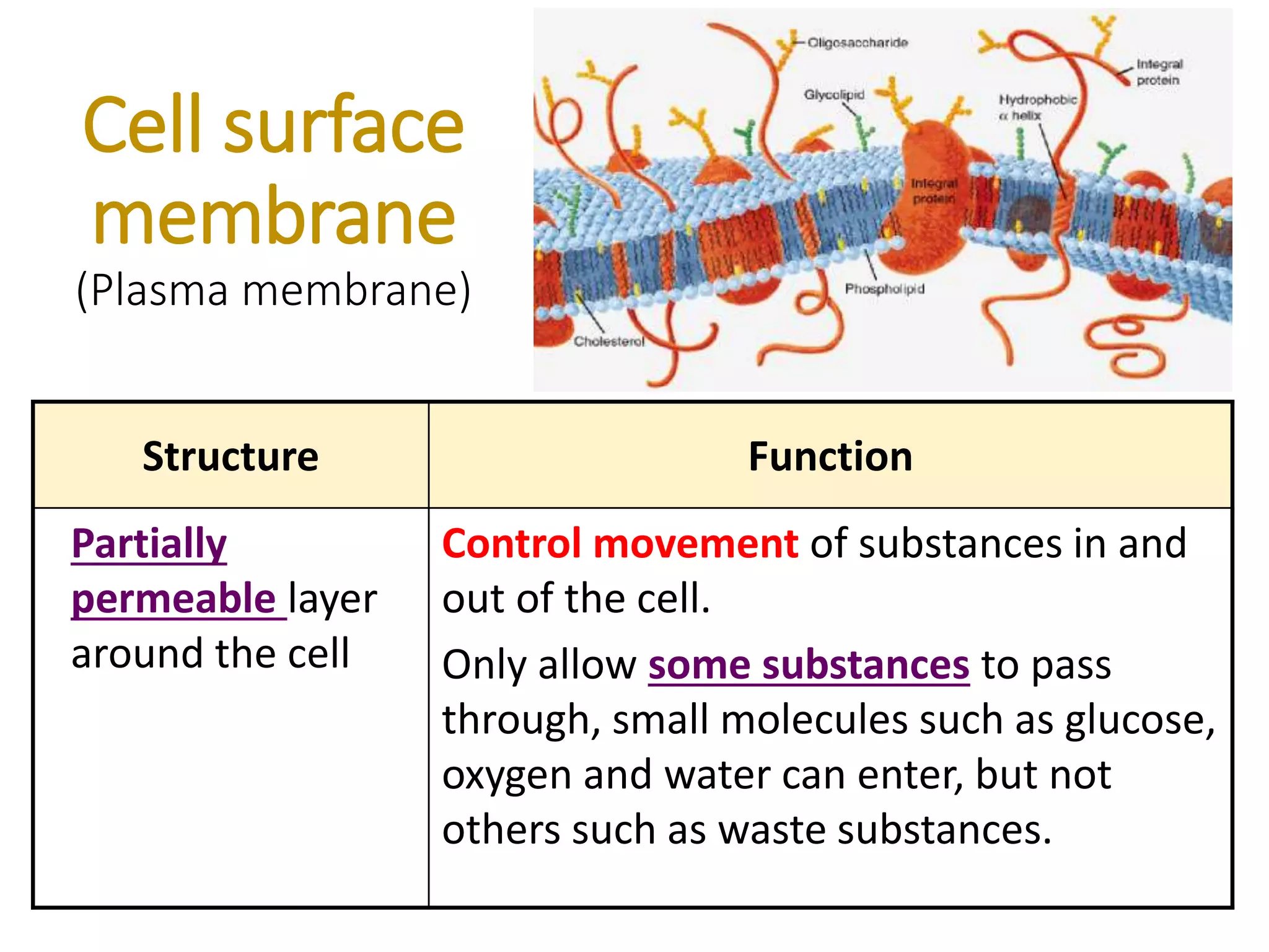 Cell surface
membrane
(Plasma membrane)
Structure Function
Partially
permeable layer
around the cell
Control movement of substances in and
out of the cell.
Only allow some substances to pass
through, small molecules such as glucose,
oxygen and water can enter, but not
others such as waste substances.
 