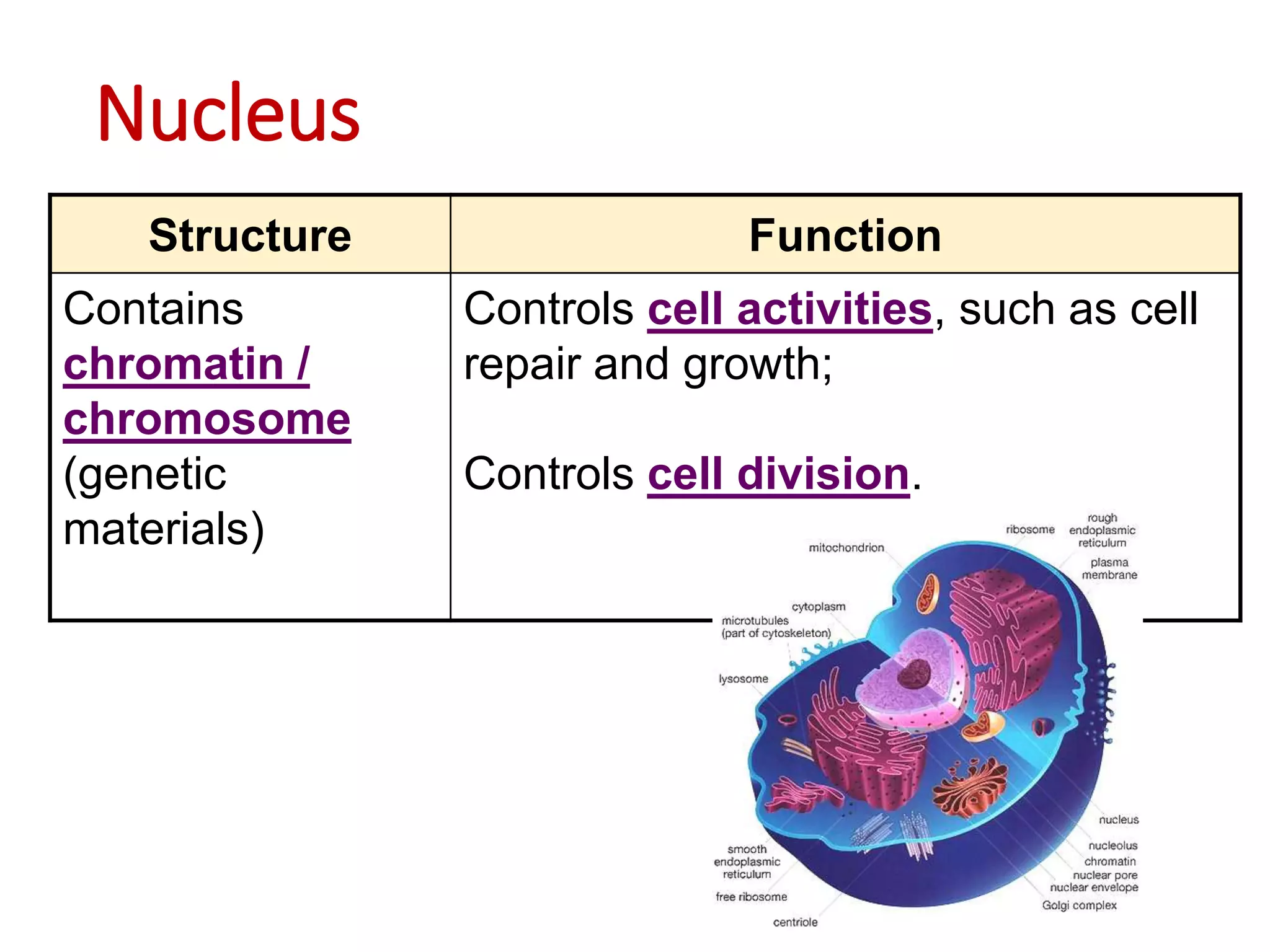 Nucleus
Structure Function
Contains
chromatin /
chromosome
(genetic
materials)
Controls cell activities, such as cell
repair and growth;
Controls cell division.
 