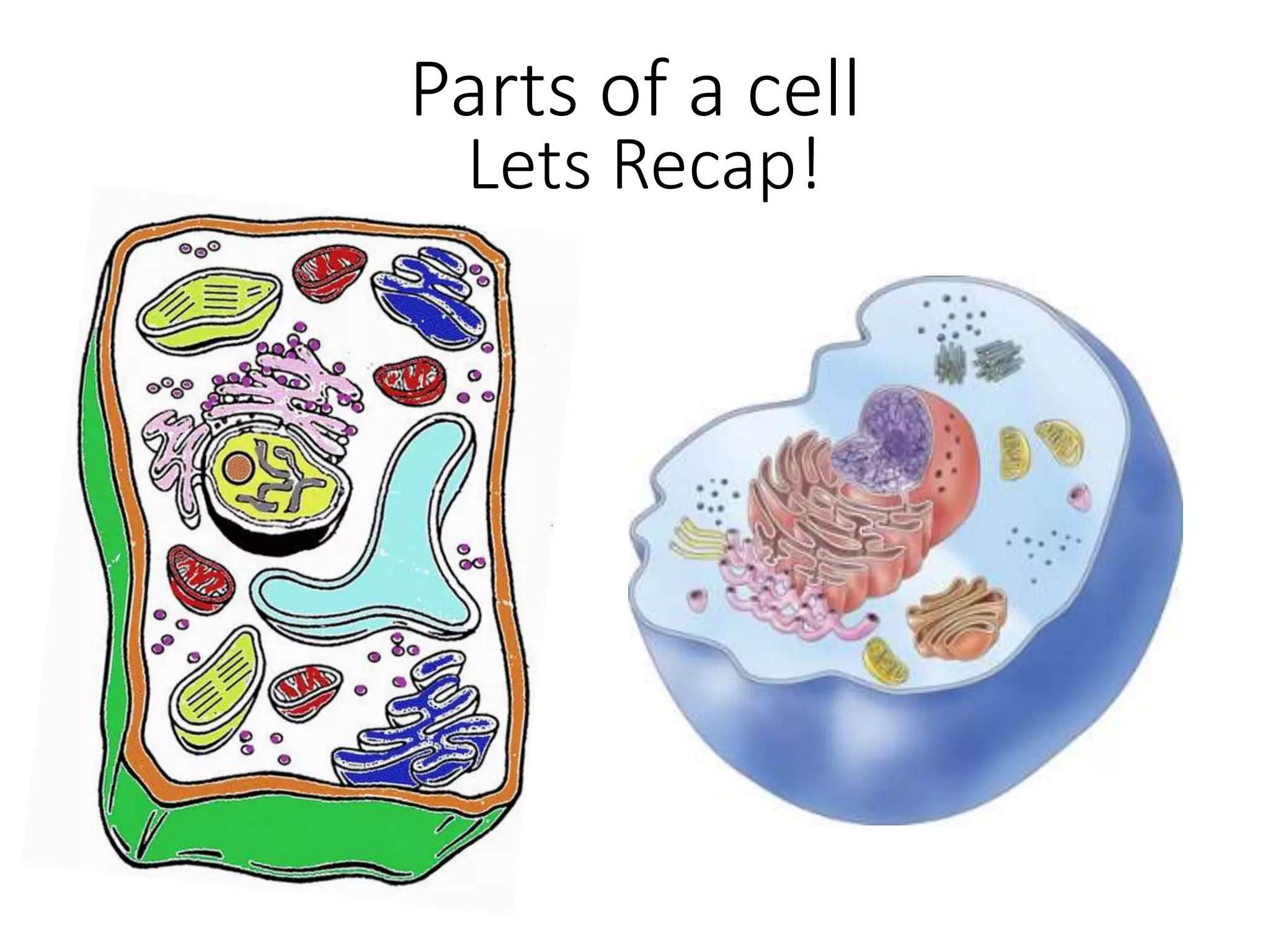 Lets Recap!
Parts of a cell
 
