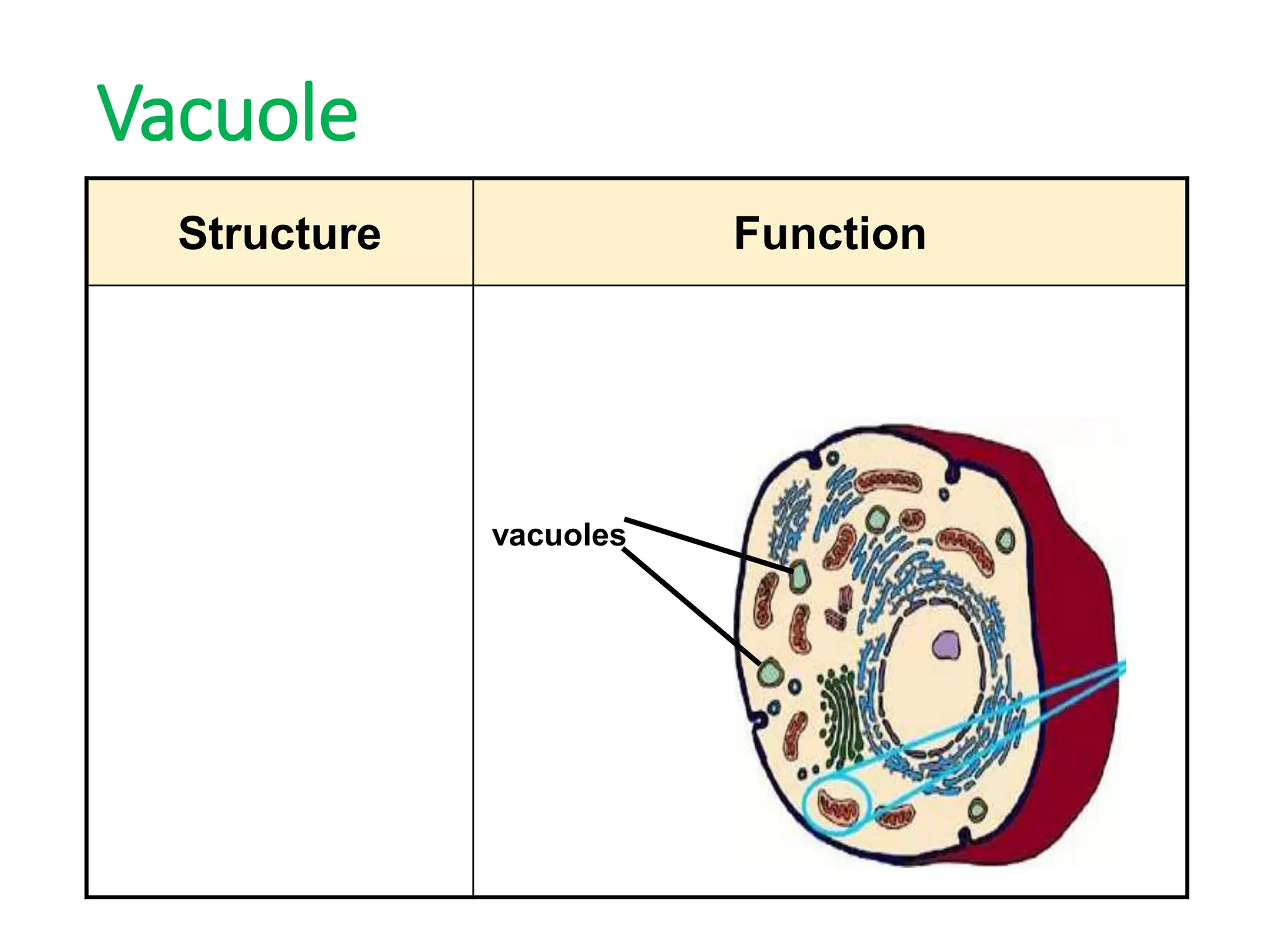 Vacuole
Structure Function
A fluid-filled
space enclosed
by a membrane;
Exists
temporarily in
animal cells.
Store substances such as water
and food temporarily.
vacuoles
 