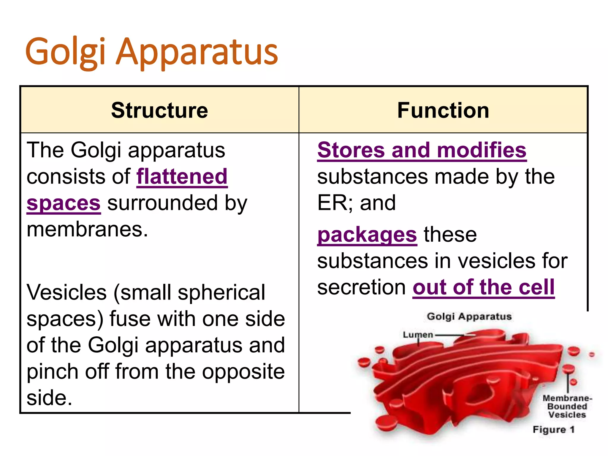 Golgi Apparatus
Structure Function
The Golgi apparatus
consists of flattened
spaces surrounded by
membranes.
Vesicles (small spherical
spaces) fuse with one side
of the Golgi apparatus and
pinch off from the opposite
side.
Stores and modifies
substances made by the
ER; and
packages these
substances in vesicles for
secretion out of the cell
 