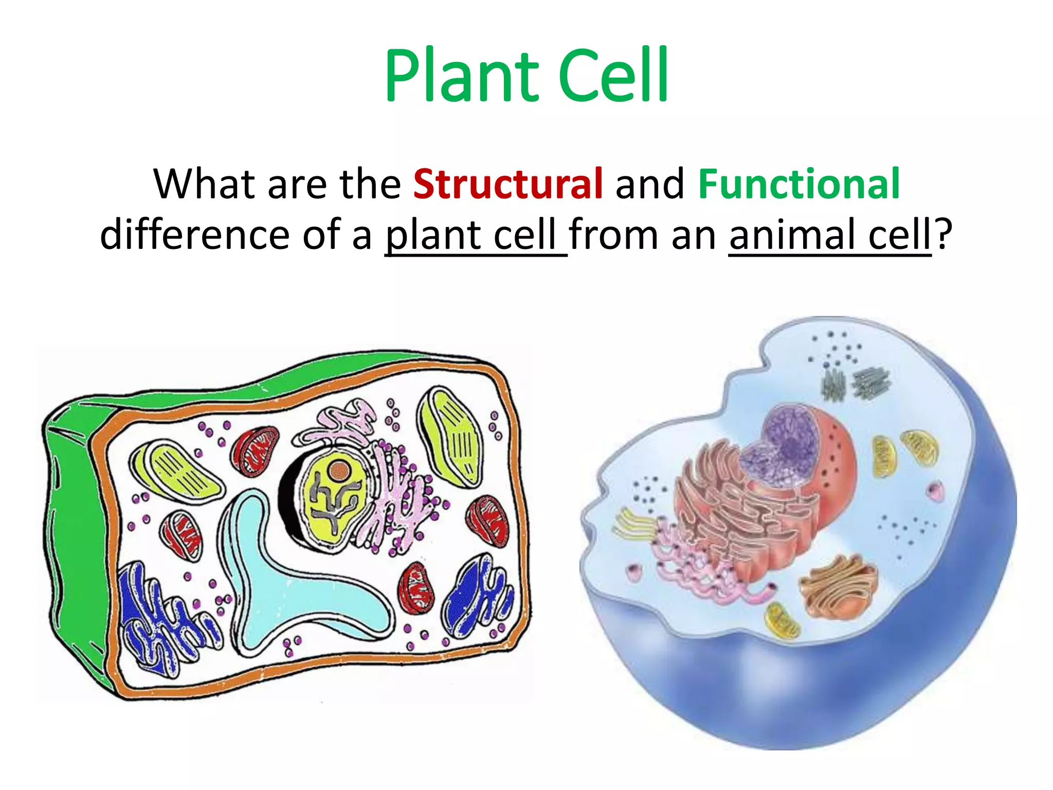 Plant Cell
What are the Structural and Functional
difference of a plant cell from an animal cell?
 