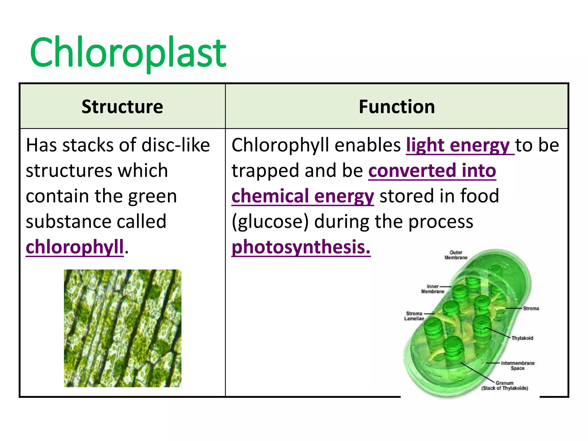 Chloroplast
Structure Function
Has stacks of disc-like
structures which
contain the green
substance called
chlorophyll.
Chlorophyll enables light energy to be
trapped and be converted into
chemical energy stored in food
(glucose) during the process
photosynthesis.
 