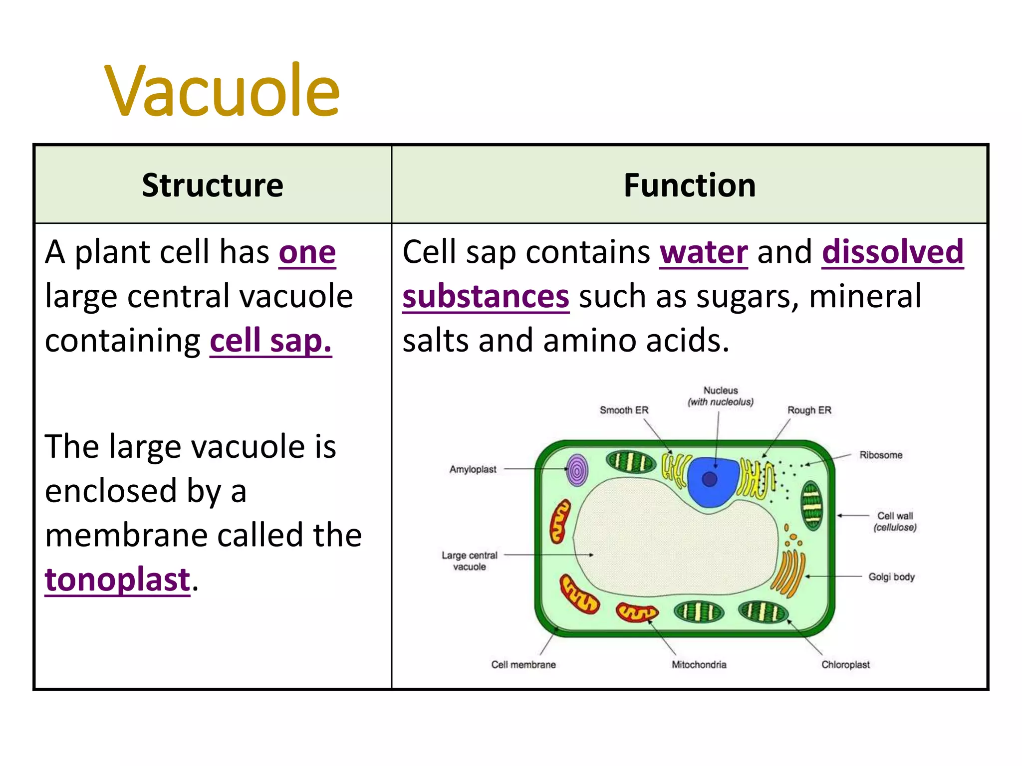 Vacuole
Structure Function
A plant cell has one
large central vacuole
containing cell sap.
The large vacuole is
enclosed by a
membrane called the
tonoplast.
Cell sap contains water and dissolved
substances such as sugars, mineral
salts and amino acids.
 