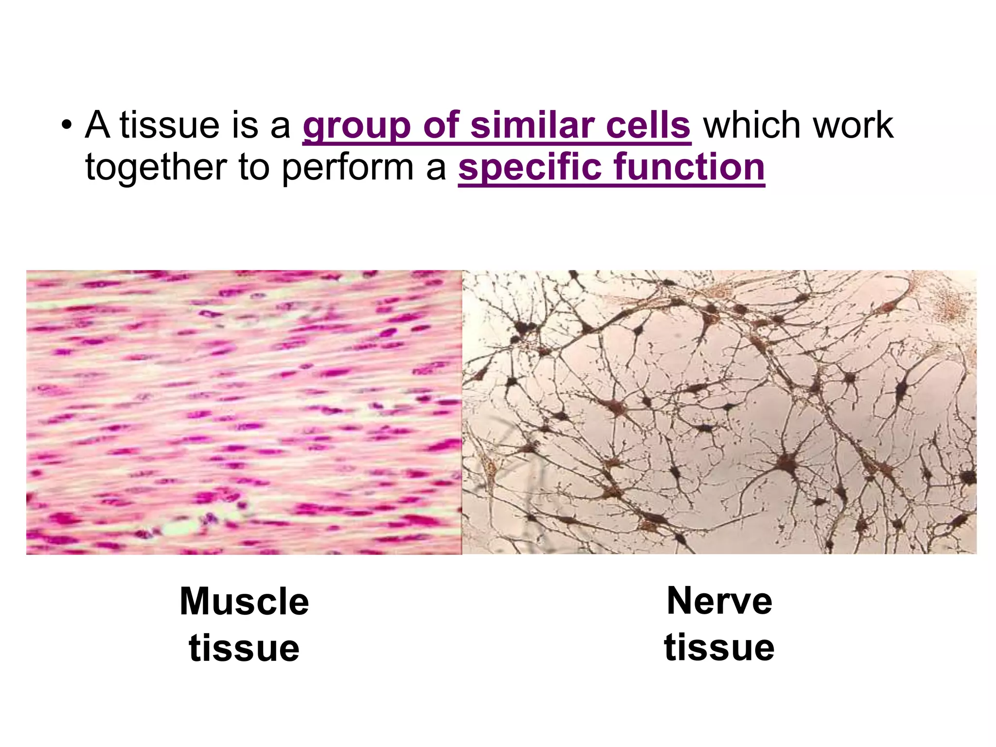 • A tissue is a group of similar cells which work
together to perform a specific function
Muscle
tissue
Nerve
tissue
 