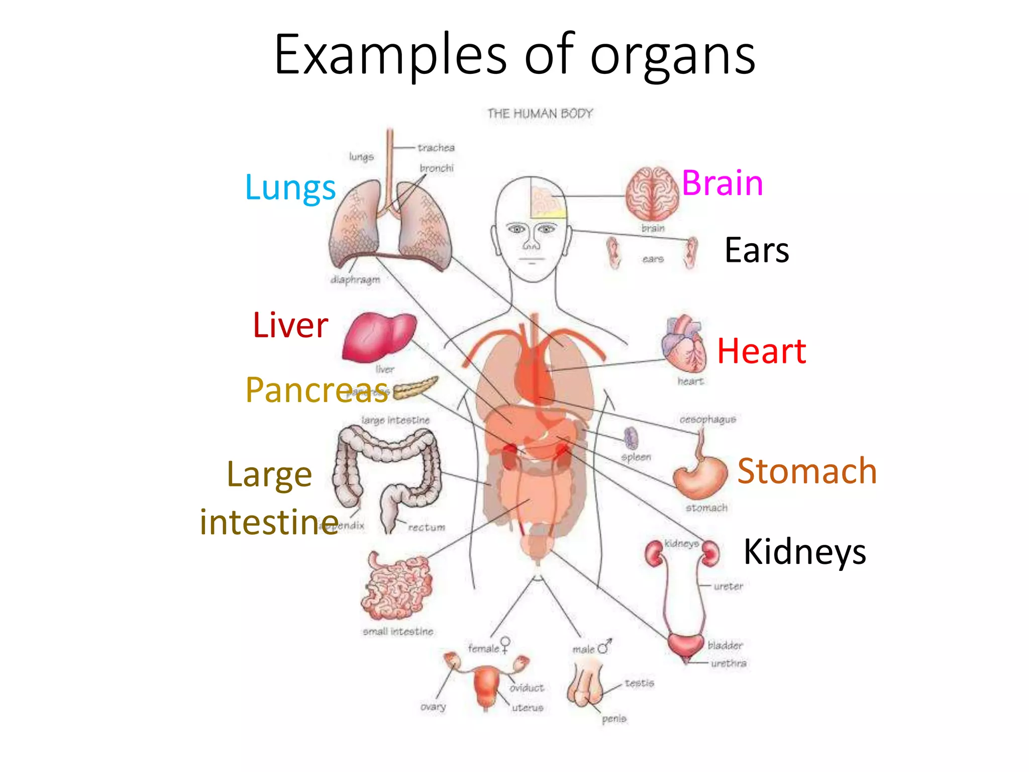 Examples of organs
Liver
Lungs
Pancreas
Large
intestine
Brain
Ears
Heart
Stomach
Kidneys
 