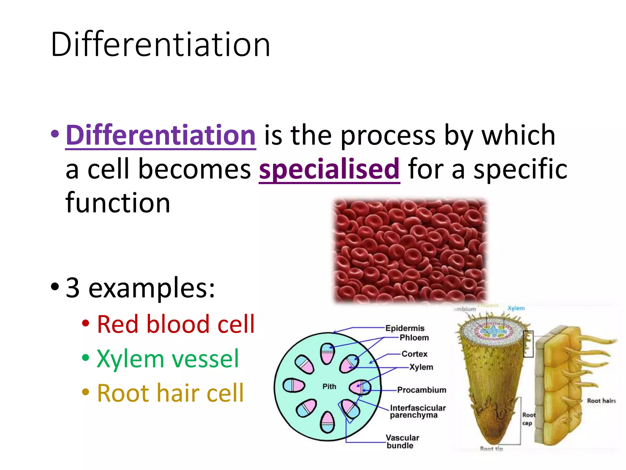 Differentiation
•Differentiation is the process by which
a cell becomes specialised for a specific
function
•3 examples:
• Red blood cell
• Xylem vessel
• Root hair cell
 