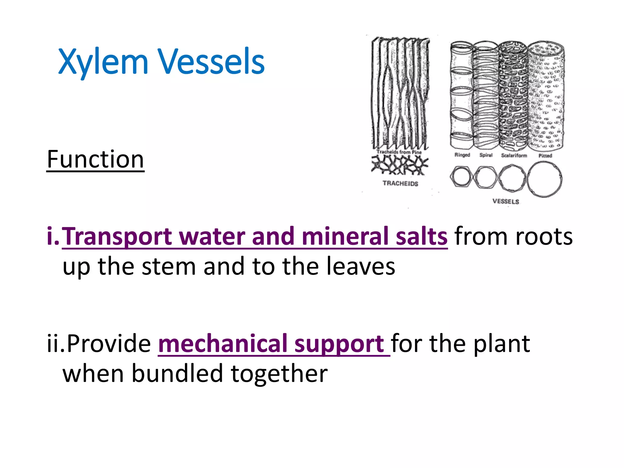 Xylem Vessels
Function
i.Transport water and mineral salts from roots
up the stem and to the leaves
ii.Provide mechanical support for the plant
when bundled together
 
