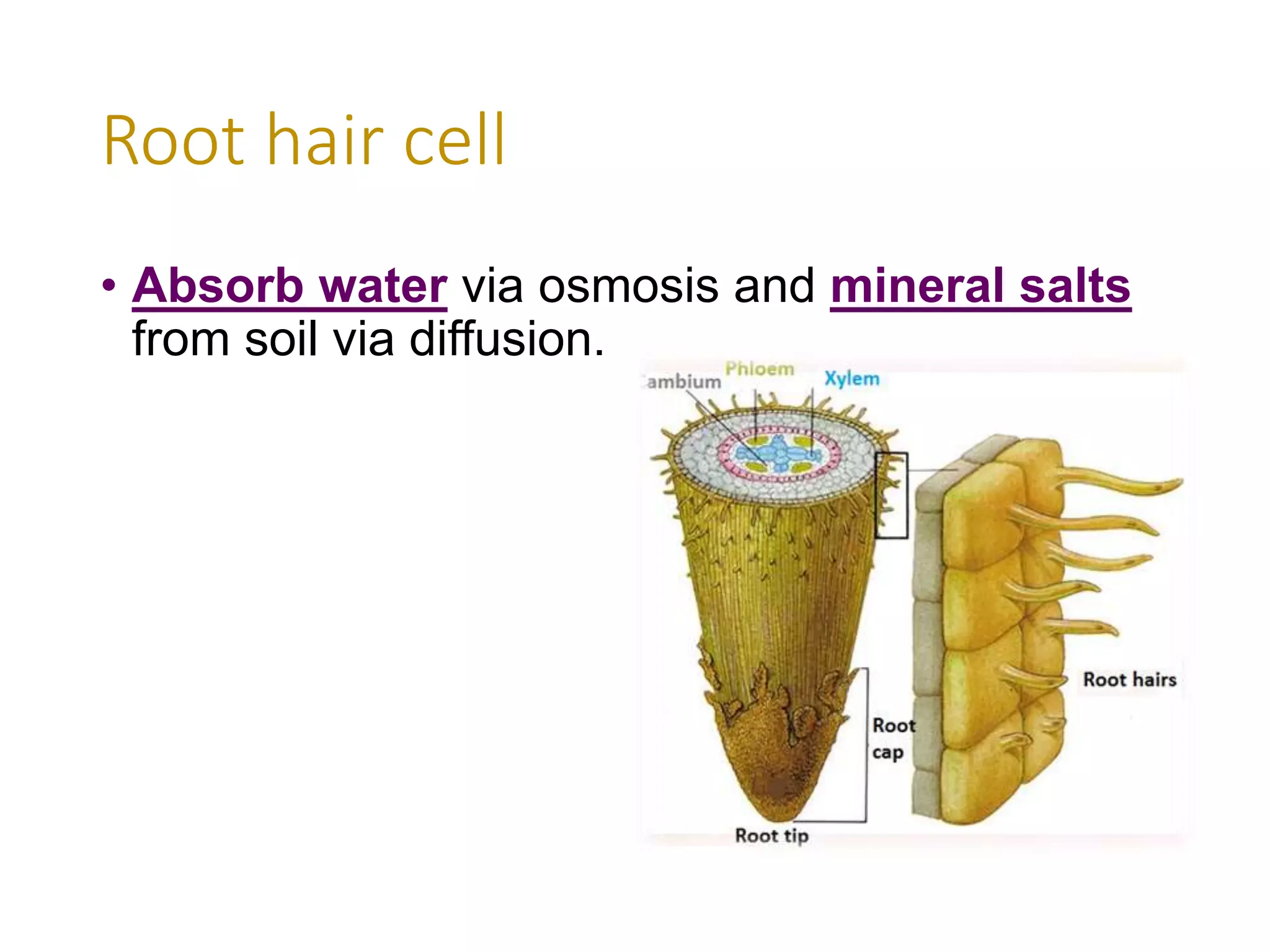 Root hair cell
• Absorb water via osmosis and mineral salts
from soil via diffusion.
 