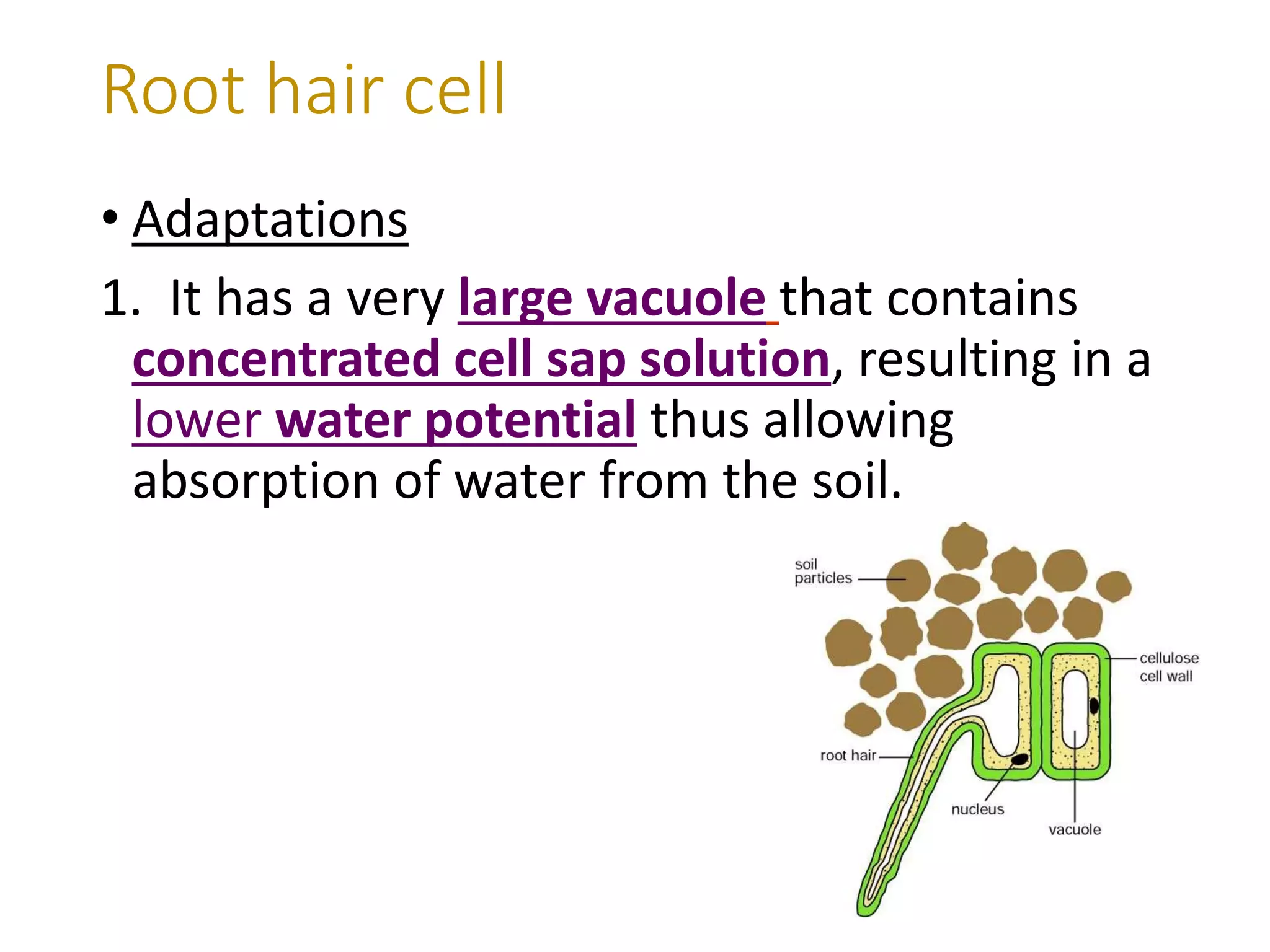 • Adaptations
1. It has a very large vacuole that contains
concentrated cell sap solution, resulting in a
lower water potential thus allowing
absorption of water from the soil.
Root hair cell
 