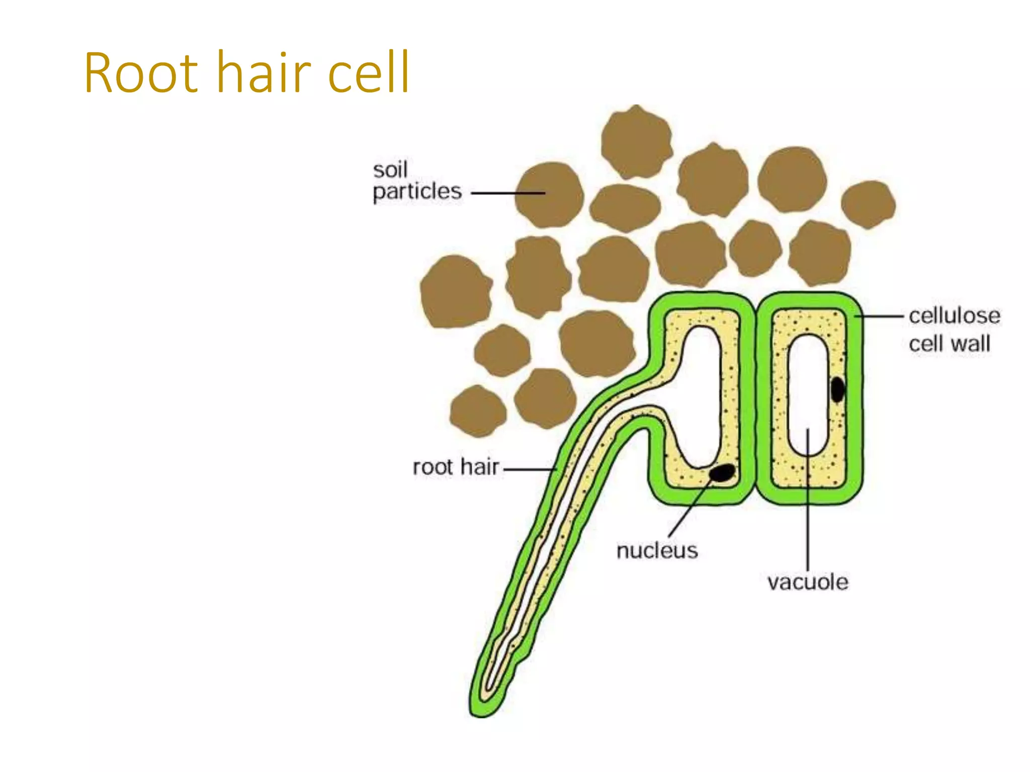 Root hair cell
 