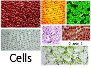 Cells
Chapter 2
 