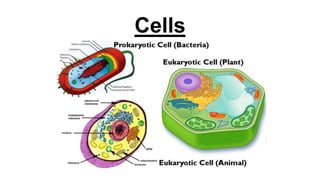 Cells
 