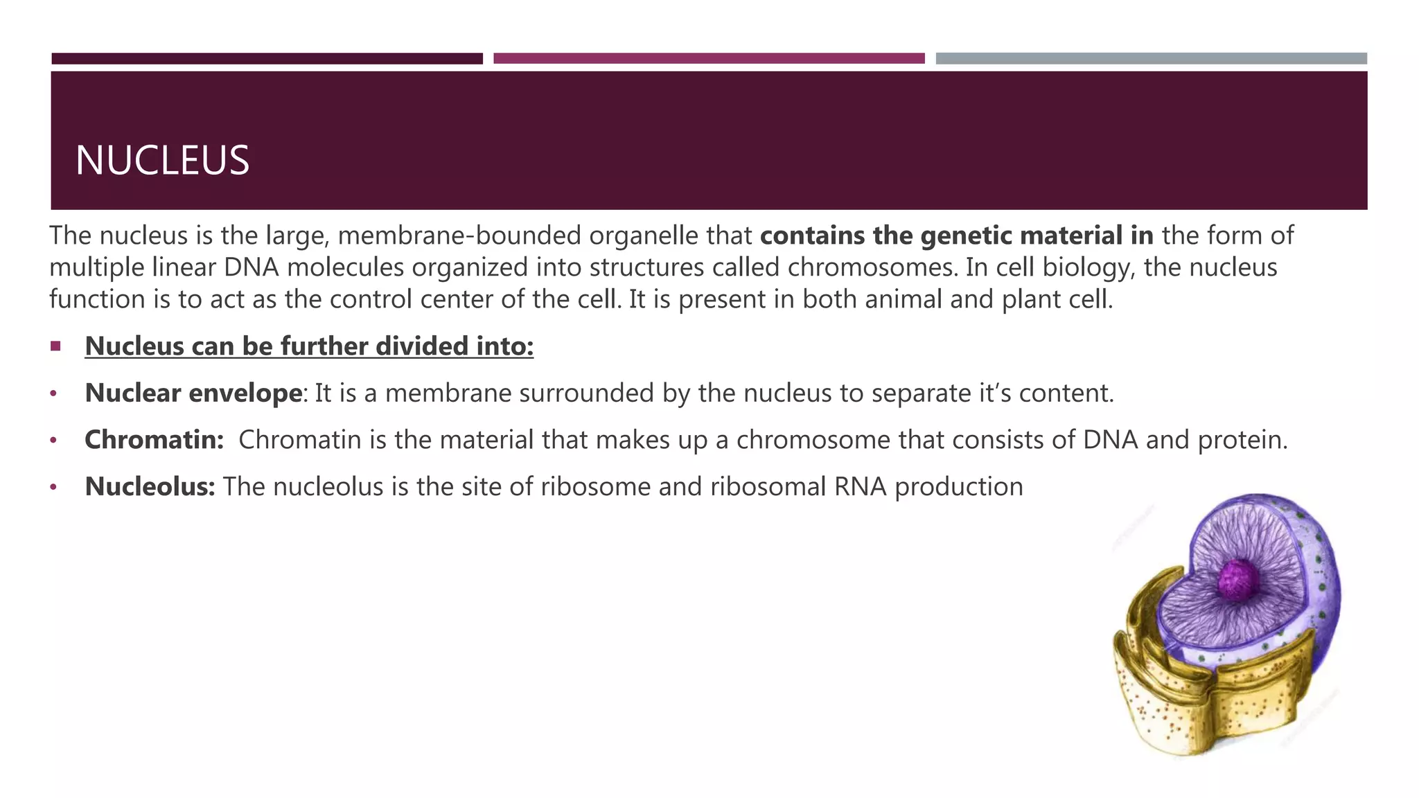 Cells Biology (5090) Chapter 1 structures | PPTX