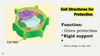 Normal Cell Protection cells.the different parts of the cells and its function | PPTX
