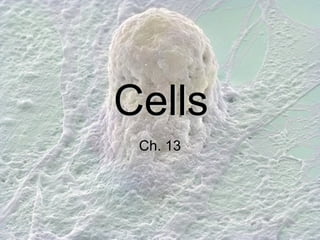 Cells Ch. 13 