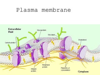 Plasma membrane
 