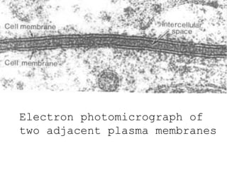 Electron photomicrograph of
two adjacent plasma membranes
 