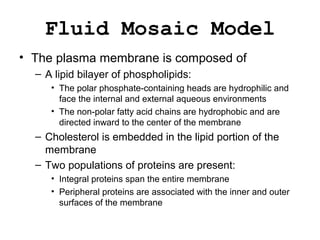 Fluid Mosaic Model
• The plasma membrane is composed of
– A lipid bilayer of phospholipids:
• The polar phosphate-containing heads are hydrophilic and
face the internal and external aqueous environments
• The non-polar fatty acid chains are hydrophobic and are
directed inward to the center of the membrane
– Cholesterol is embedded in the lipid portion of the
membrane
– Two populations of proteins are present:
• Integral proteins span the entire membrane
• Peripheral proteins are associated with the inner and outer
surfaces of the membrane
 