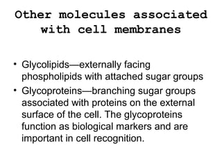 Other molecules associated
with cell membranes
• Glycolipids—externally facing
phospholipids with attached sugar groups
• Glycoproteins—branching sugar groups
associated with proteins on the external
surface of the cell. The glycoproteins
function as biological markers and are
important in cell recognition.
 