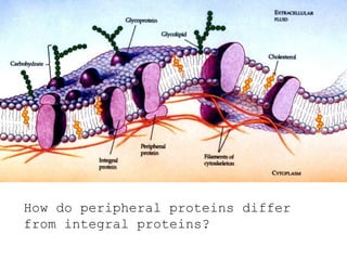 How do peripheral proteins differ
from integral proteins?
 