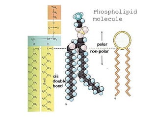 Phospholipid
molecule
 