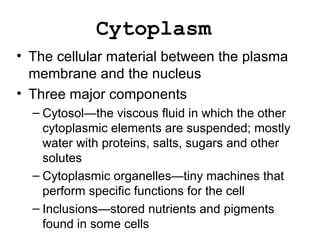 Cytoplasm
• The cellular material between the plasma
membrane and the nucleus
• Three major components
– Cytosol—the viscous fluid in which the other
cytoplasmic elements are suspended; mostly
water with proteins, salts, sugars and other
solutes
– Cytoplasmic organelles—tiny machines that
perform specific functions for the cell
– Inclusions—stored nutrients and pigments
found in some cells
 