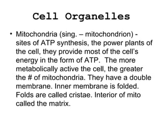 Cell Organelles
• Mitochondria (sing. – mitochondrion) -
sites of ATP synthesis, the power plants of
the cell, they provide most of the cell’s
energy in the form of ATP. The more
metabolically active the cell, the greater
the # of mitochondria. They have a double
membrane. Inner membrane is folded.
Folds are called cristae. Interior of mito
called the matrix.
 