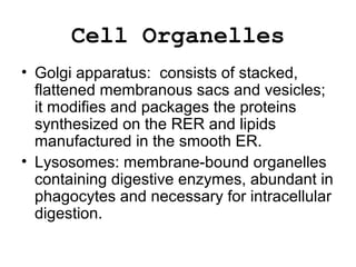 Cell Organelles
• Golgi apparatus: consists of stacked,
flattened membranous sacs and vesicles;
it modifies and packages the proteins
synthesized on the RER and lipids
manufactured in the smooth ER.
• Lysosomes: membrane-bound organelles
containing digestive enzymes, abundant in
phagocytes and necessary for intracellular
digestion.
 