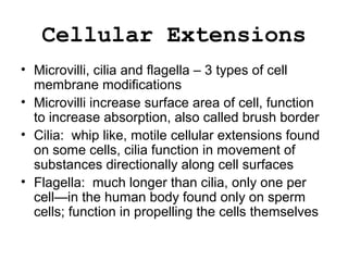 Cellular Extensions
• Microvilli, cilia and flagella – 3 types of cell
membrane modifications
• Microvilli increase surface area of cell, function
to increase absorption, also called brush border
• Cilia: whip like, motile cellular extensions found
on some cells, cilia function in movement of
substances directionally along cell surfaces
• Flagella: much longer than cilia, only one per
cell—in the human body found only on sperm
cells; function in propelling the cells themselves
 