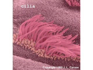 cilia
 