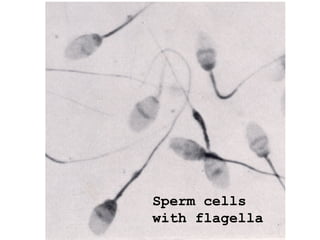 Sperm cells
with flagella
 