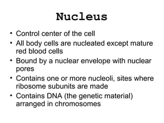 Nucleus
• Control center of the cell
• All body cells are nucleated except mature
red blood cells
• Bound by a nuclear envelope with nuclear
pores
• Contains one or more nucleoli, sites where
ribosome subunits are made
• Contains DNA (the genetic material)
arranged in chromosomes
 