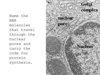 Name the
RNA
molecules
that travel
through the
nuclear
pores and
carry the
code for
protein
synthesis.
 