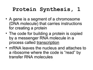 Protein Synthesis, 1
• A gene is a segment of a chromosome
(DNA molecule) that carries instructions
for creating a protein
• The code for building a protein is copied
by a messenger RNA molecule in a
process called transcription
• mRNA leaves the nucleus and attaches to
a ribosome where the code is “read” by
transfer RNA molecules
 