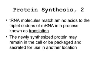 Protein Synthesis, 2
• tRNA molecules match amino acids to the
triplet codons of mRNA in a process
known as translation
• The newly synthesized protein may
remain in the cell or be packaged and
secreted for use in another location
 