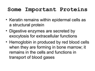 Some Important Proteins
• Keratin remains within epidermal cells as
a structural protein
• Digestive enzymes are secreted by
exocytosis for extracellular functions
• Hemoglobin in produced by red blood cells
when they are forming in bone marrow; it
remains in the cells and functions in
transport of blood gases
 