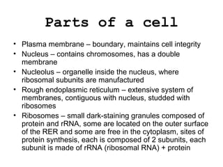 Parts of a cell
• Plasma membrane – boundary, maintains cell integrity
• Nucleus – contains chromosomes, has a double
membrane
• Nucleolus – organelle inside the nucleus, where
ribosomal subunits are manufactured
• Rough endoplasmic reticulum – extensive system of
membranes, contiguous with nucleus, studded with
ribosomes
• Ribosomes – small dark-staining granules composed of
protein and rRNA, some are located on the outer surface
of the RER and some are free in the cytoplasm, sites of
protein synthesis, each is composed of 2 subunits, each
subunit is made of rRNA (ribosomal RNA) + protein
 