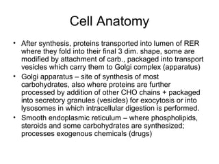 Cell Anatomy
• After synthesis, proteins transported into lumen of RER
where they fold into their final 3 dim. shape, some are
modified by attachment of carb., packaged into transport
vesicles which carry them to Golgi complex (apparatus)
• Golgi apparatus – site of synthesis of most
carbohydrates, also where proteins are further
processed by addition of other CHO chains + packaged
into secretory granules (vesicles) for exocytosis or into
lysosomes in which intracellular digestion is performed.
• Smooth endoplasmic reticulum – where phospholipids,
steroids and some carbohydrates are synthesized;
processes exogenous chemicals (drugs)
 