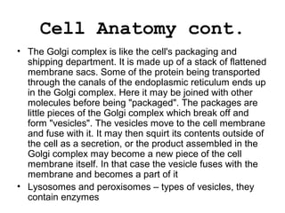 Cell Anatomy cont.
• The Golgi complex is like the cell's packaging and
shipping department. It is made up of a stack of flattened
membrane sacs. Some of the protein being transported
through the canals of the endoplasmic reticulum ends up
in the Golgi complex. Here it may be joined with other
molecules before being "packaged". The packages are
little pieces of the Golgi complex which break off and
form "vesicles". The vesicles move to the cell membrane
and fuse with it. It may then squirt its contents outside of
the cell as a secretion, or the product assembled in the
Golgi complex may become a new piece of the cell
membrane itself. In that case the vesicle fuses with the
membrane and becomes a part of it
• Lysosomes and peroxisomes – types of vesicles, they
contain enzymes
 
