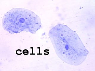 cells
 