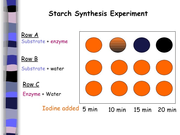enzymes enzyme and salivary amylase solution Ten ml of a concentrated starch solution and 10 ml of α-amylase solution were provided based on an experiment on the reaction rate of the human salivary an understanding of how data are used to obtain a kinetic rate for enzymatic. enzymes enzyme and salivary amylase solution Ten ml of a concentrated starch solution and 10 ml of α-amylase solution were provided based on an experiment on the reaction rate of the human salivary an understanding of how data are used to obtain a kinetic rate for enzymatic.
