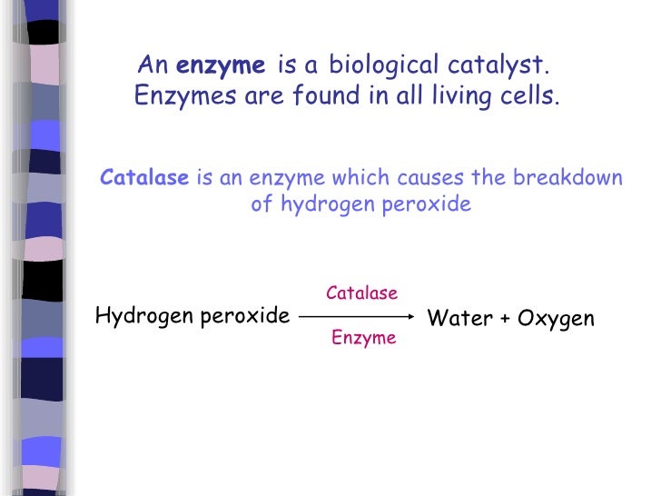 cells and enzymes how catalase works