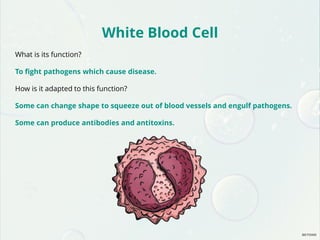 White Blood Cell
What is its function?
To fight pathogens which cause disease.
How is it adapted to this function?
Some can change shape to squeeze out of blood vessels and engulf pathogens.
Some can produce antibodies and antitoxins.
 