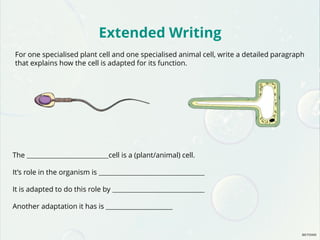 Extended Writing
For one specialised plant cell and one specialised animal cell, write a detailed paragraph
that explains how the cell is adapted for its function.
The cell is a (plant/animal) cell.
It’s role in the organism is
It is adapted to do this role by
Another adaptation it has is
 