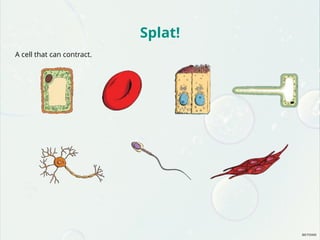 Splat!
A cell that can contract.
 